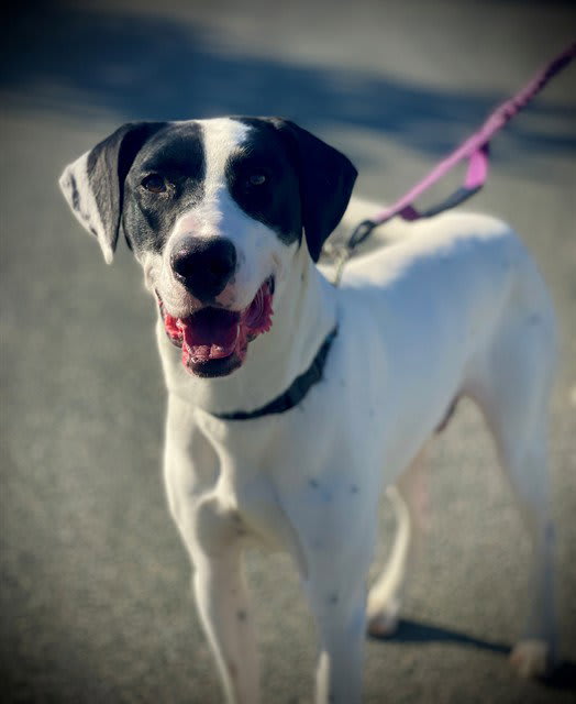 Photo of BUMPER