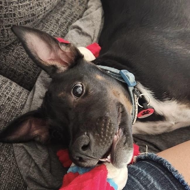 Photo of Paw Patrol Pup - Rubble
