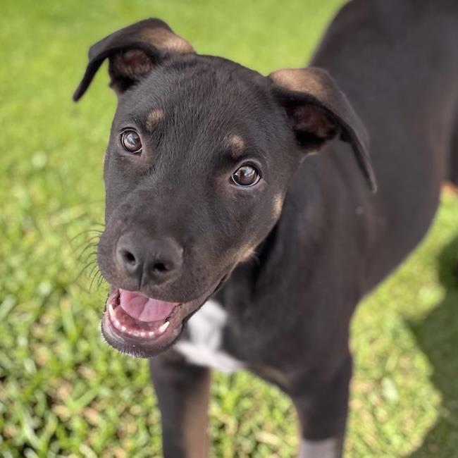 Photo of Paw Patrol Pup - Ryder
