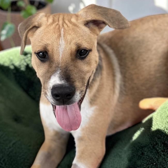 Photo of Paw Patrol Pup - Sky