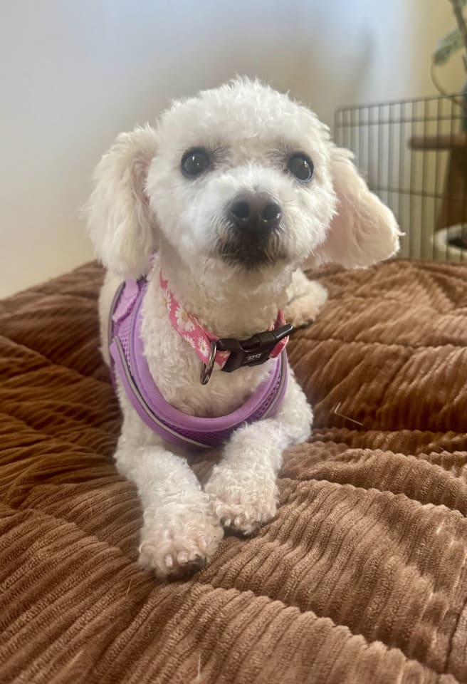 Photo of Penny Lane