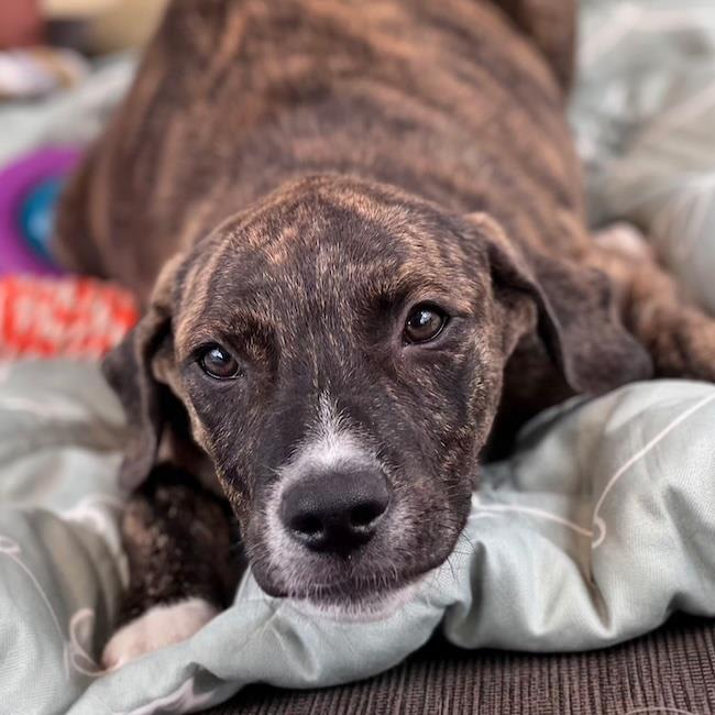 Photo of Paw Patrol Pup - Marshall