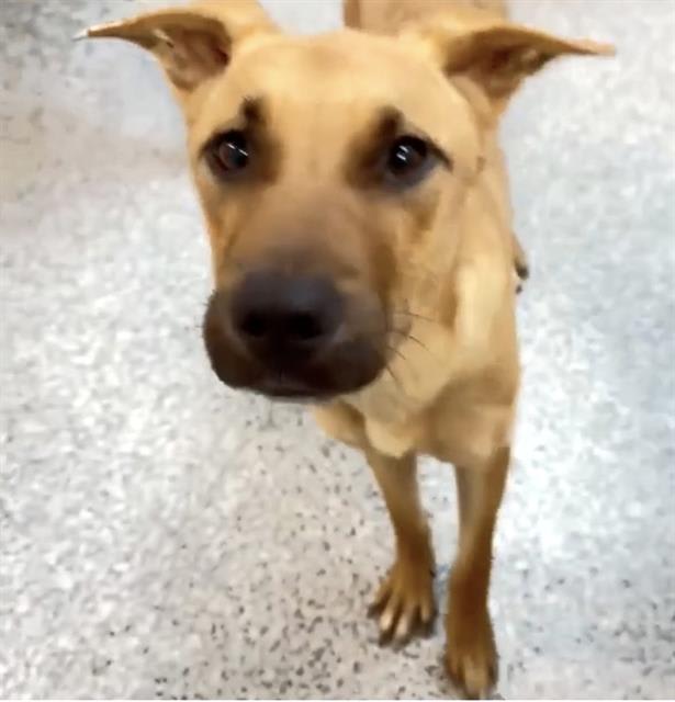 Photo of Dog