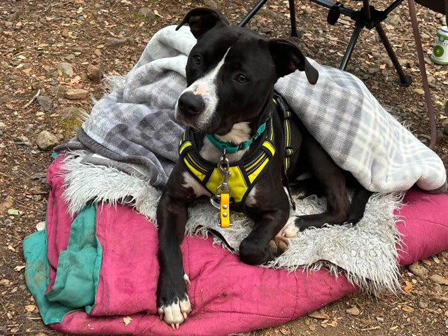 Photo of DOMINO