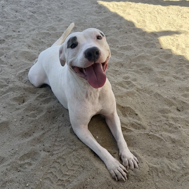 Photo of BLANCA BELLA