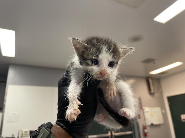 Photo of Cat