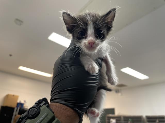 Photo of Cat