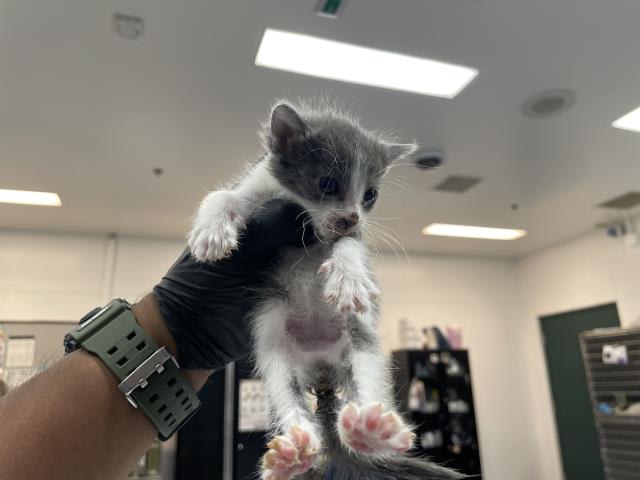 Photo of Cat