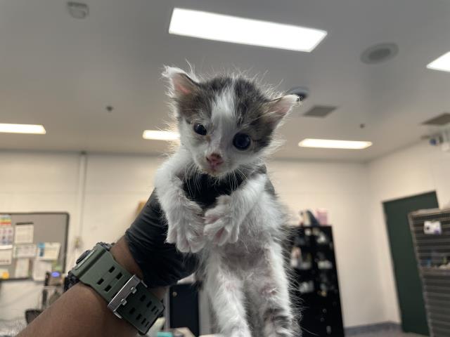 Photo of Cat