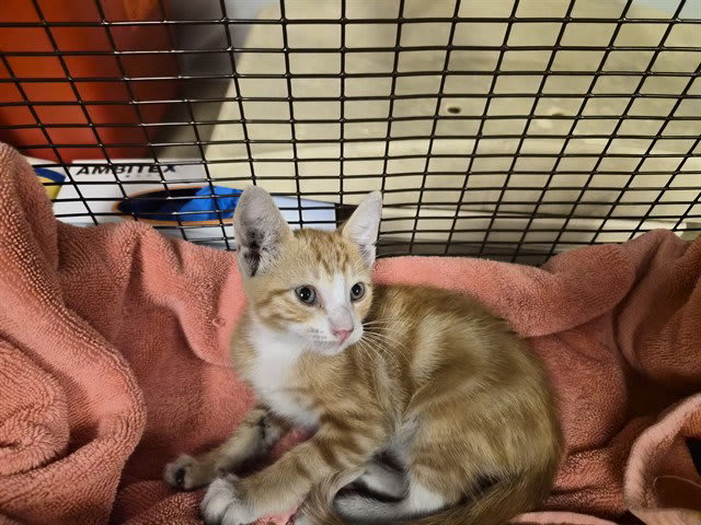 Photo of Cat