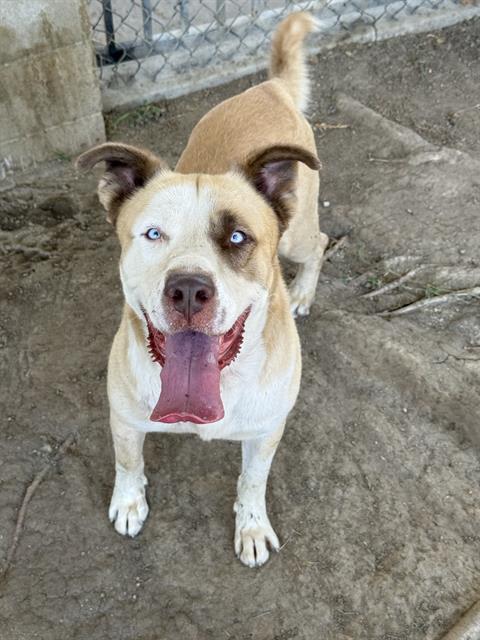 Photo of BENJI