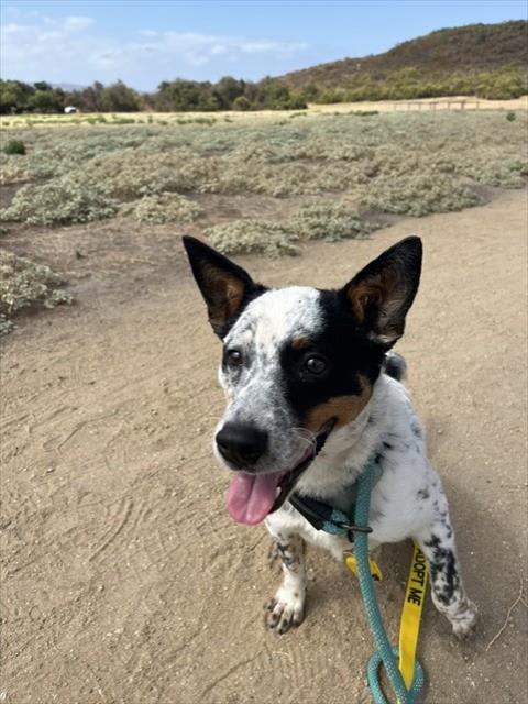 Photo of OREO