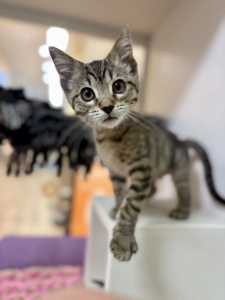 Photo of Piper (Needs Kitten Friend)