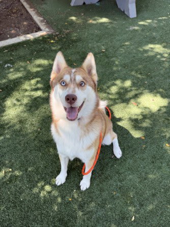 Photo of MILO