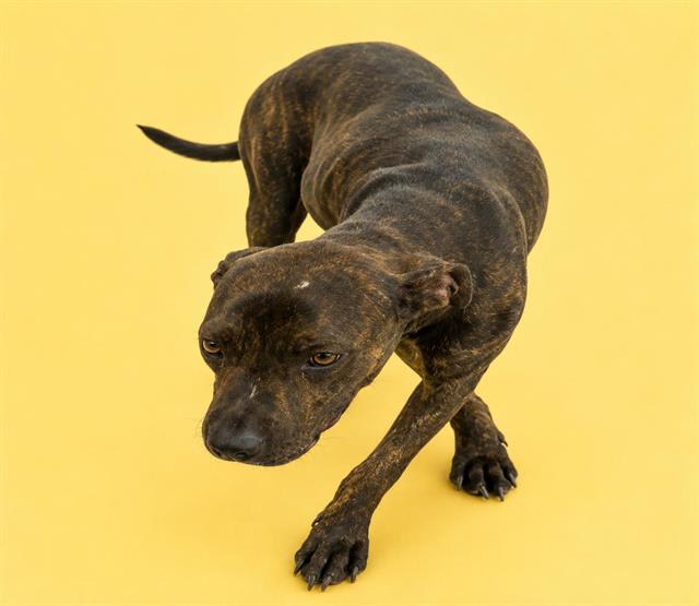Photo of GINGER
