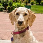 Photo of Bella