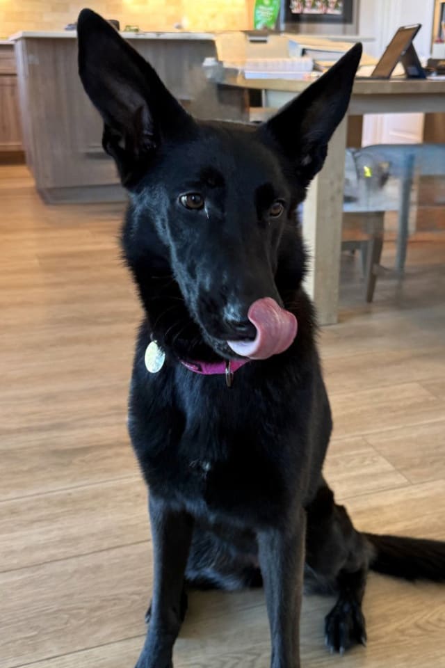 Photo of Comanche