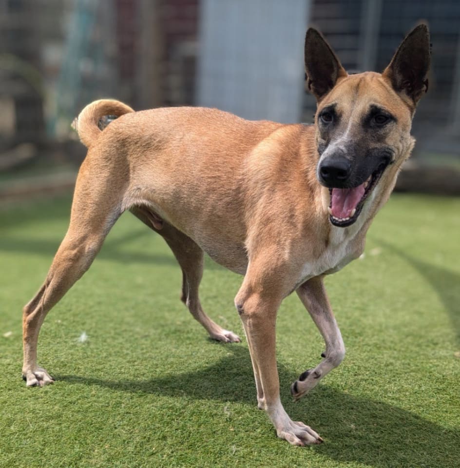 Photo of Vander (Soi Dog)