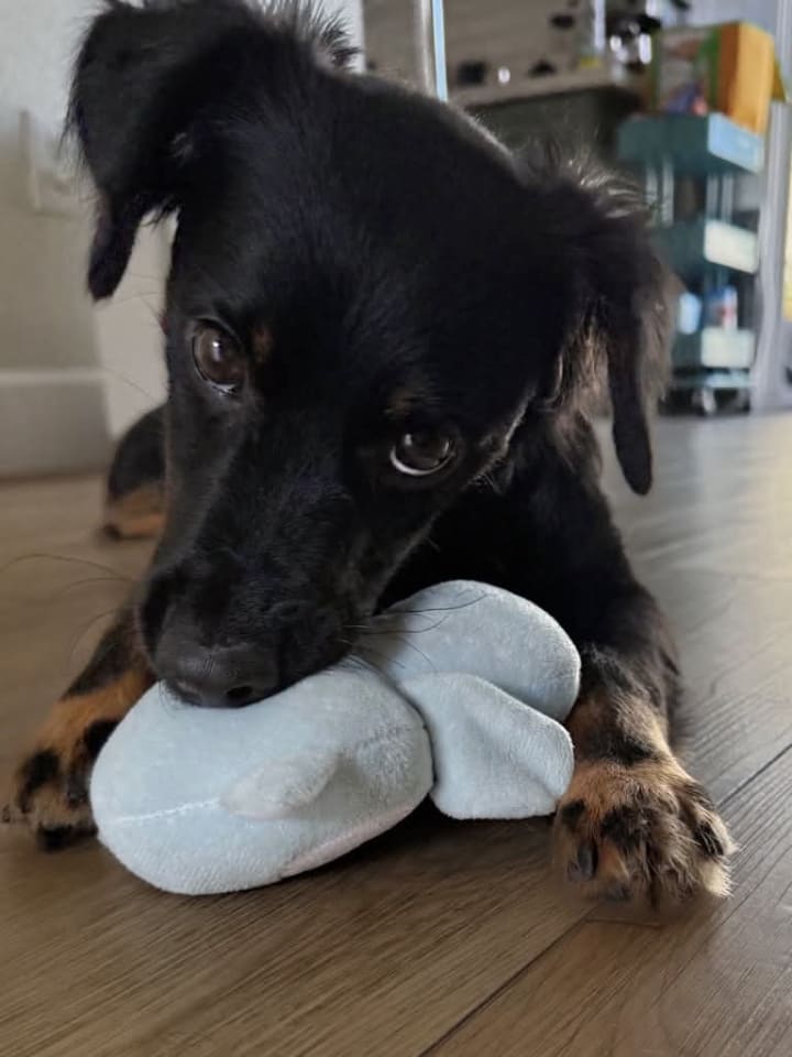 Photo of Onyx