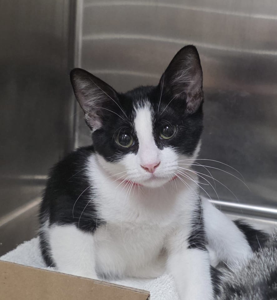 Photo of Marshmellow