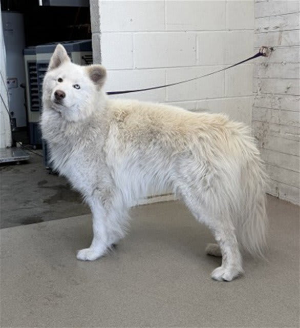 Photo of GHOST