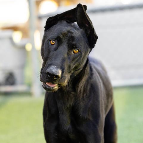 Photo of BUKI