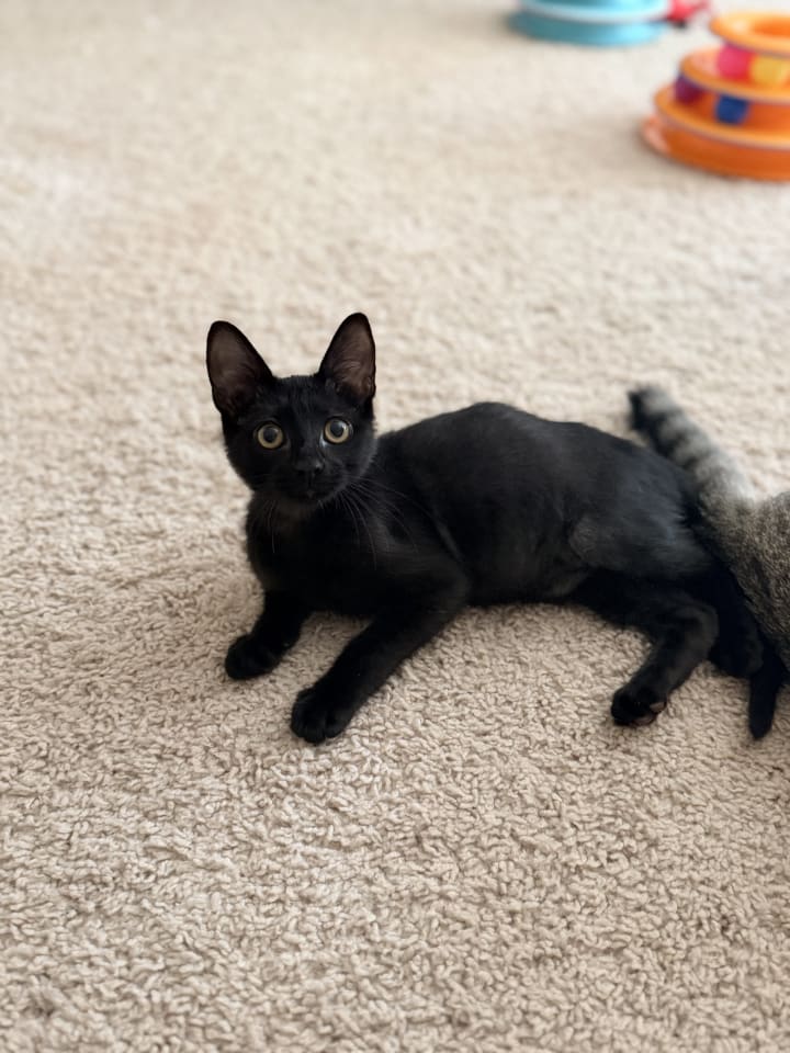 Photo of Waffle Fry (Available for pre-adoption)