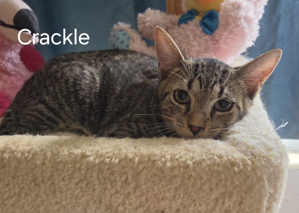 Photo of Crackle