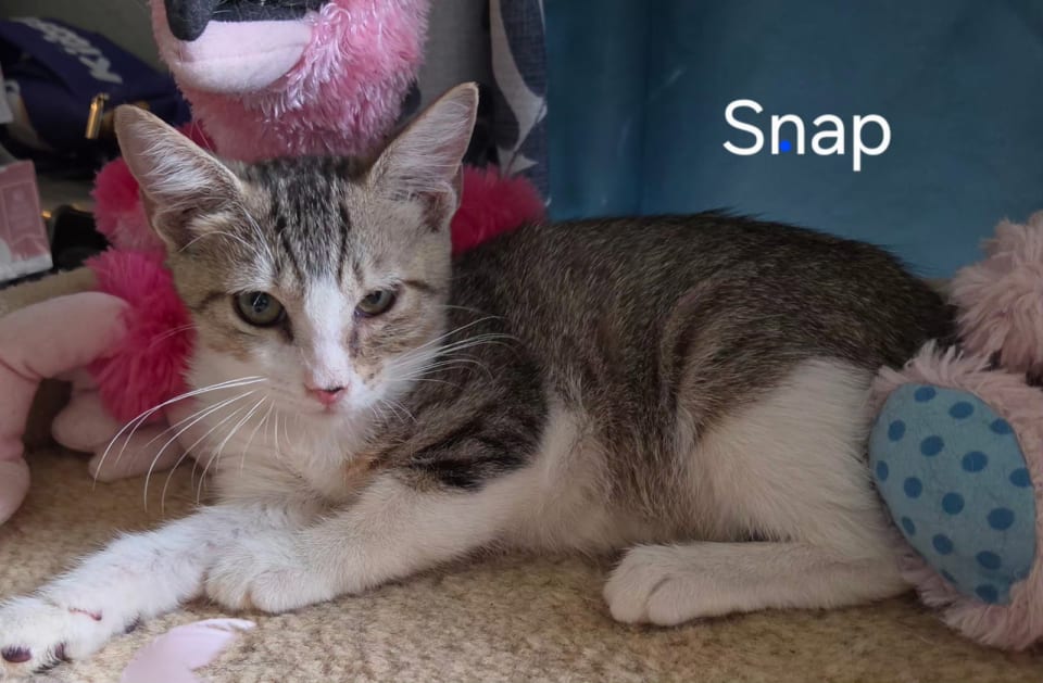 Photo of Snap