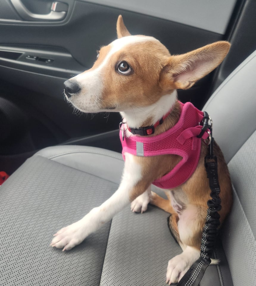 Photo of Ducky #1