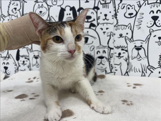 Photo of PUMPKIN
