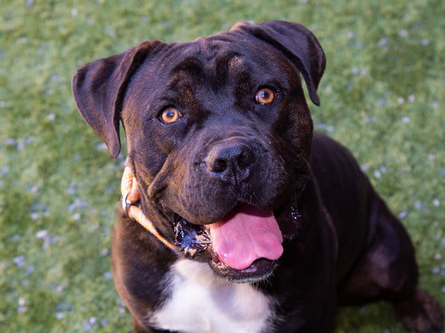 Photo of CANNOLI