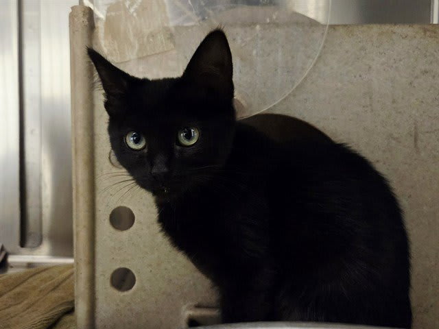 Photo of SOMBRA
