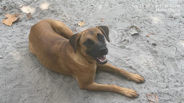 Photo of GINGER
