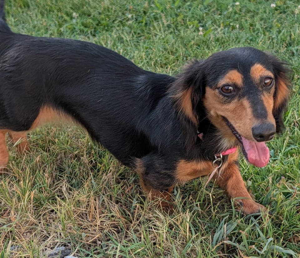 Photo of Jolene in NC