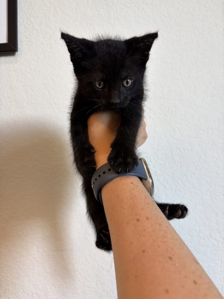 Photo of Fiasco (bonded w/ Smarty)