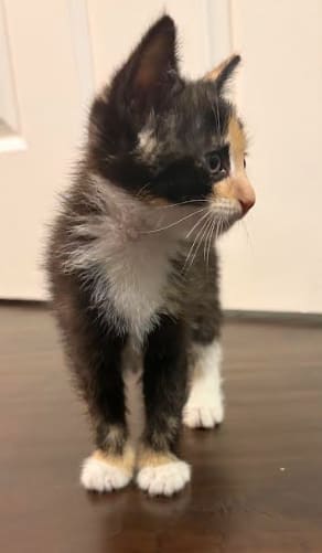 Photo of Smarty (bonded w/ Fiasco)