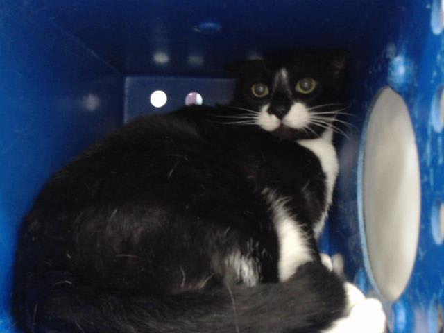 Photo of OTHELLO