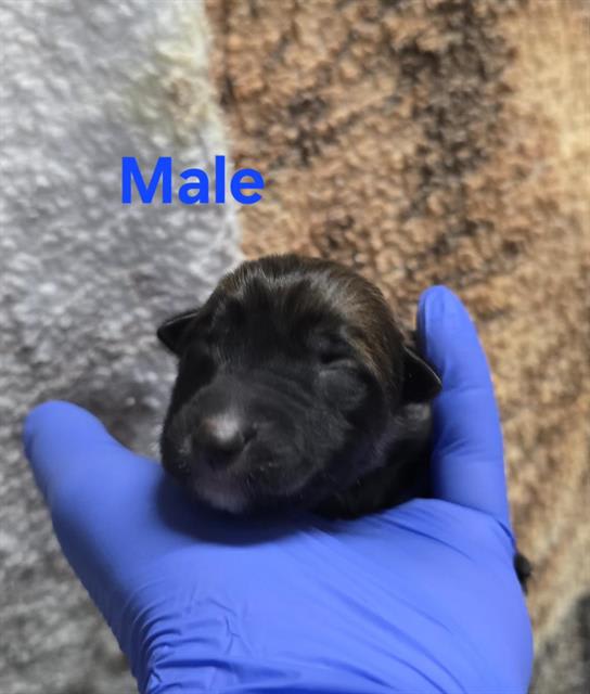 Photo of RESCUE ONLY, NURSING
