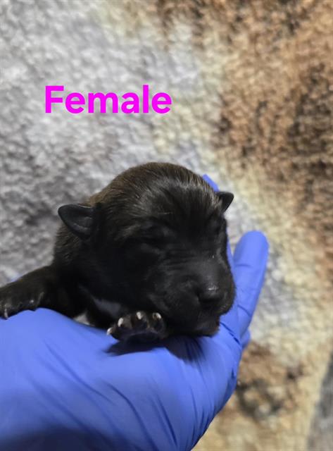 Photo of RESCUE ONLY, NURSING