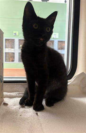 Photo of NEOW NEOW