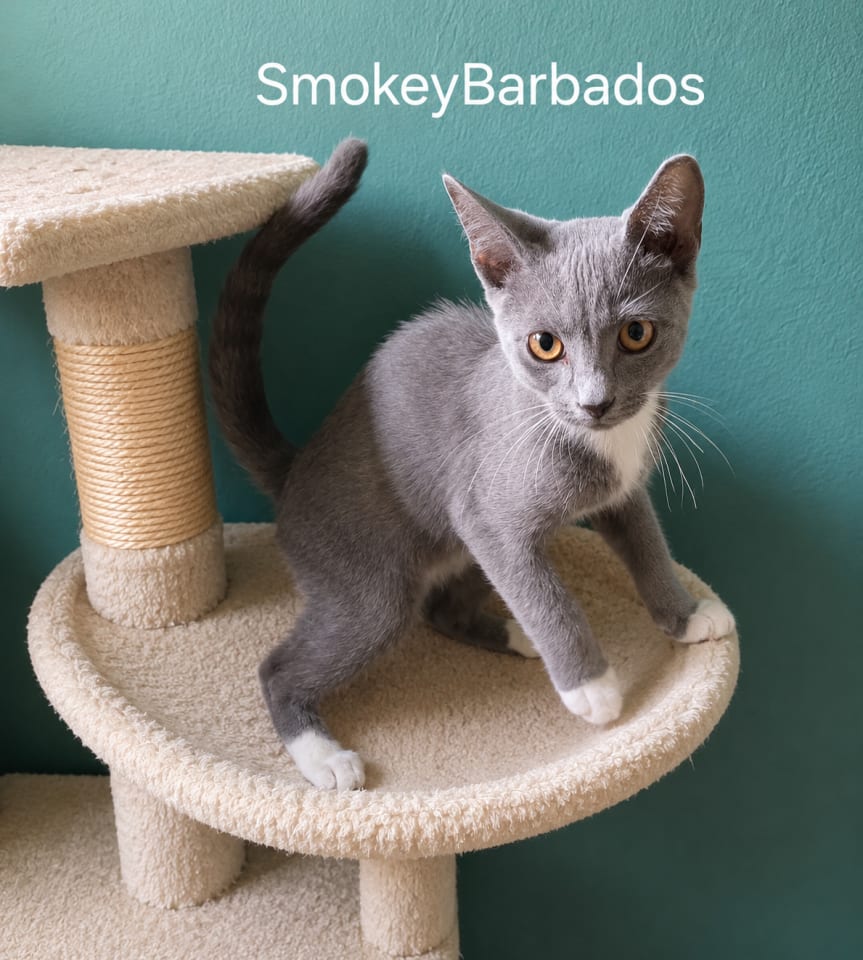 Photo of Smokey Barbados