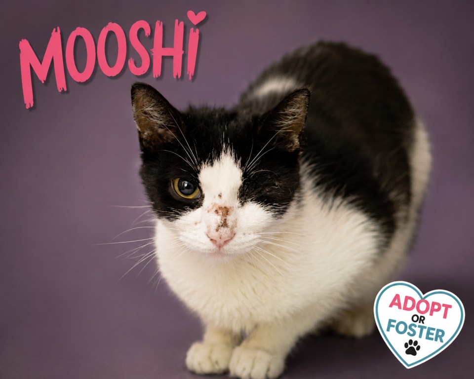 Photo of Mooshi