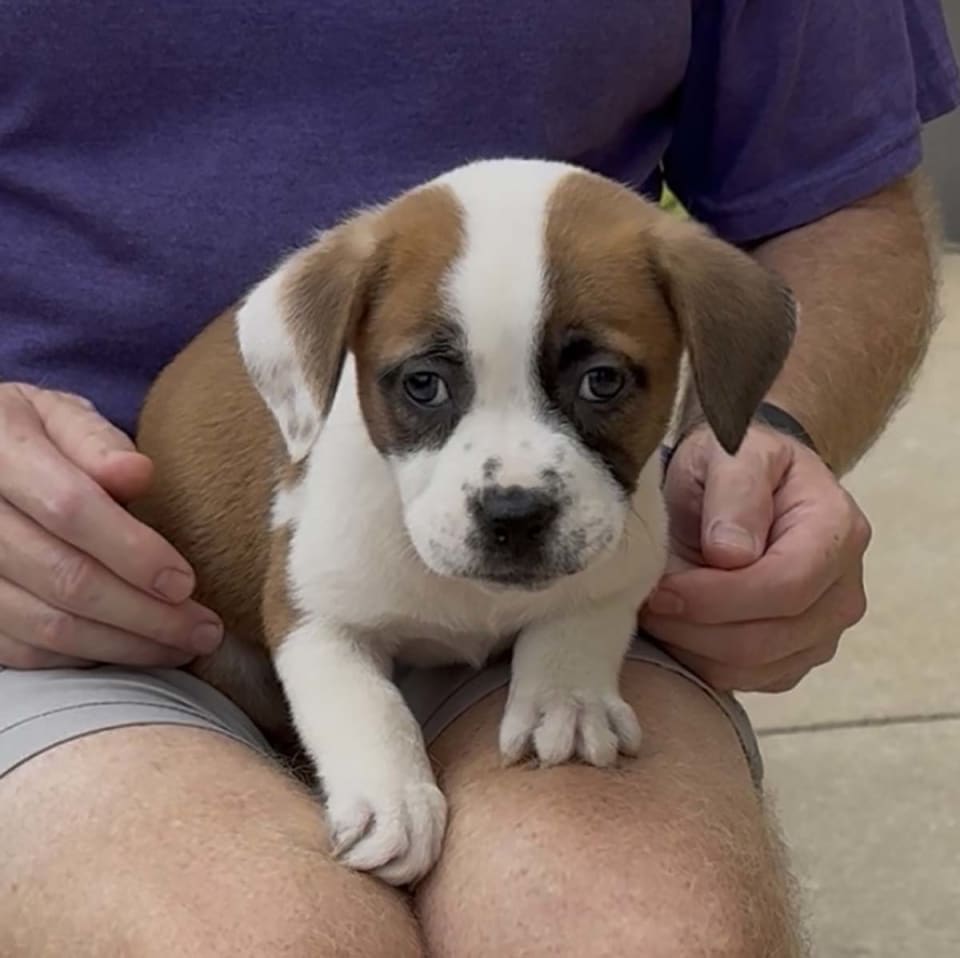 Photo of Five Boxers Annabeth
