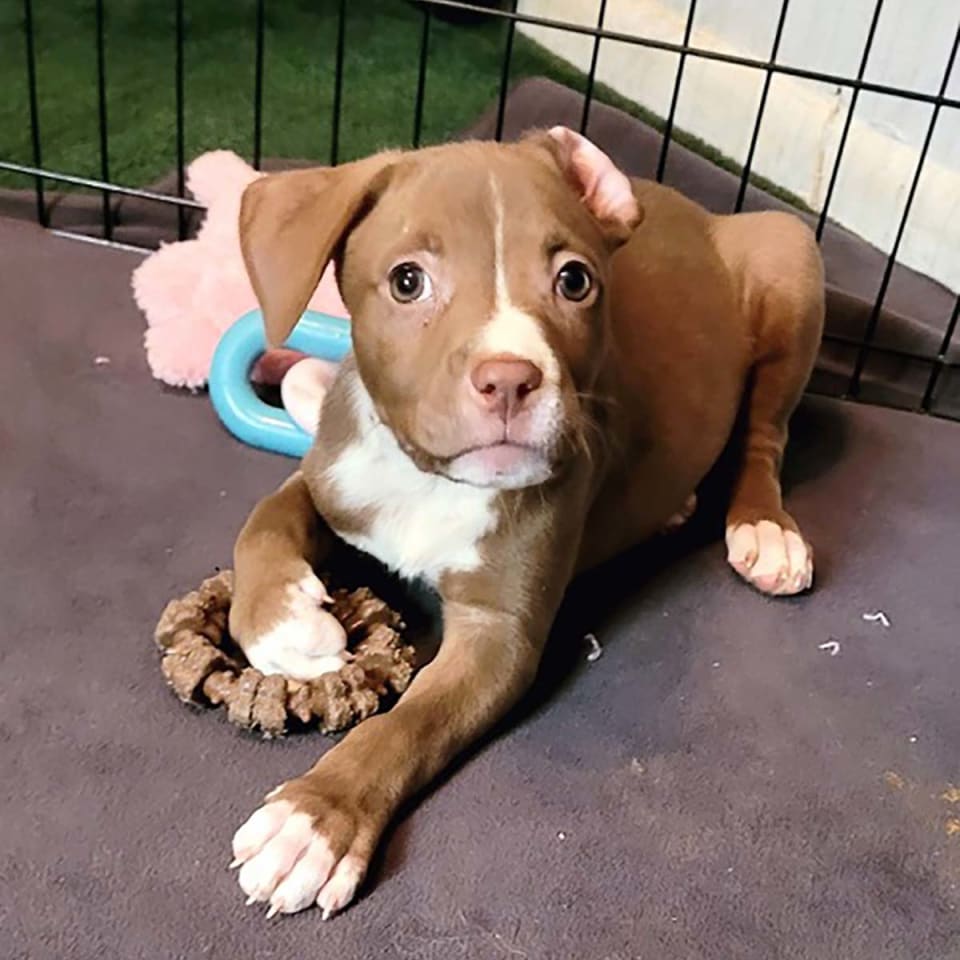 Photo of Five Boxers Hazel