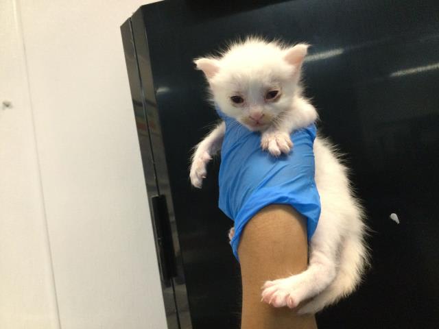 Photo of Cat