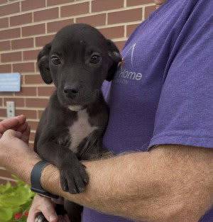 Photo of Adorable Labs Roy