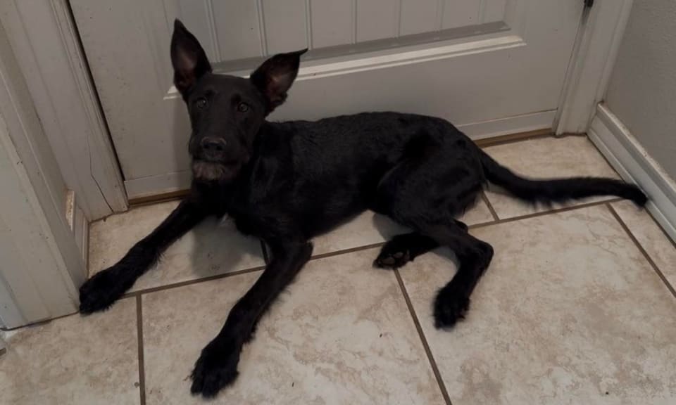 Photo of Piglet- ADOPTION IN PROCESS