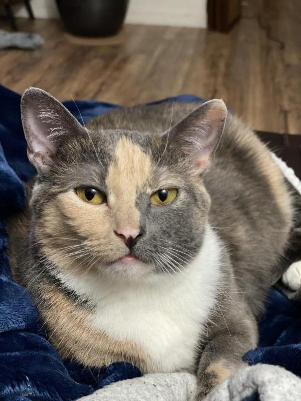 Photo of Callie