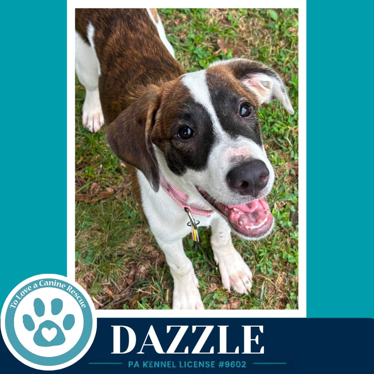 Photo of Dazzle (Boujee Babies) 082226